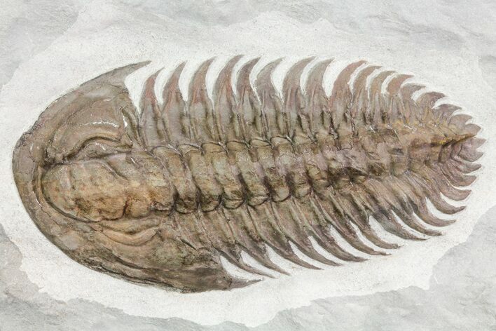 Early Cambrian Psedosaukianda Trilobite - Morocco #66919